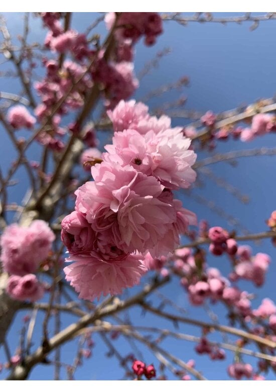 Hängende Nelkenkirsche 'Kiku-shidare-Zakura' | Prunus serrulata 'Kiku-shidare-Zakura'