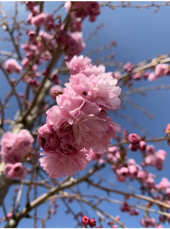 Hängende Nelkenkirsche 'Kiku-shidare-Zakura' | Prunus serrulata 'Kiku-shidare-Zakura' Hängende Nelkenkirsche 'Kiku-shidare-Zakura' | Prunus serrulata 'Kiku-shidare-Zakura'