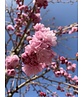Hängende Nelkenkirsche 'Kiku-shidare-Zakura' | Prunus serrulata 'Kiku-shidare-Zakura'