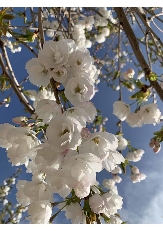 Fudschijama-Kirsche 'Shirotae' | Prunus serrulata 'Shirotae'