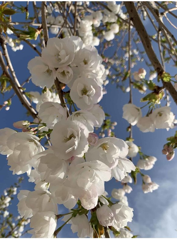 Fudschijama-Kirsche 'Shirotae' | Prunus serrulata 'Shirotae' Fudschijama-Kirsche 'Shirotae' | Prunus serrulata 'Shirotae'