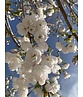 Fudschijama-Kirsche 'Shirotae' | Prunus serrulata 'Shirotae'