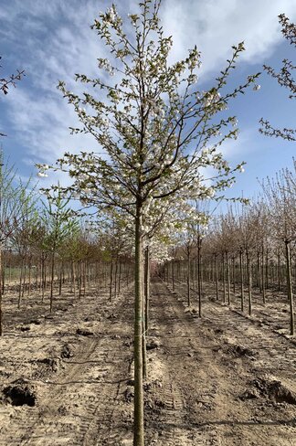 Fudschijama-Kirsche 'Shirotae' | Prunus serrulata 'Shirotae'