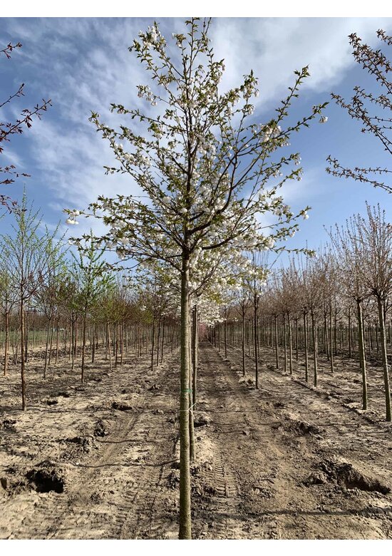 Fudschijama-Kirsche 'Shirotae' | Prunus serrulata 'Shirotae'