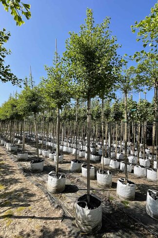 Ginkgobaum - Säulen-Fächerblattbaum 'Fastigiata Blagon' | Ginkgo biloba 'Fastigiata Blagon'