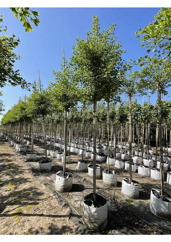 Ginkgobaum - Säulen-Fächerblattbaum 'Fastigiata Blagon' | Ginkgo biloba 'Fastigiata Blagon'