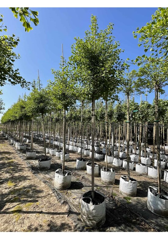 Ginkgobaum - Säulen-Fächerblattbaum 'Fastigiata Blagon' | Ginkgo biloba 'Fastigiata Blagon'