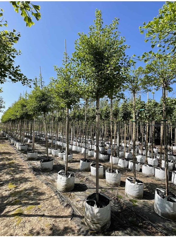 Ginkgobaum - Säulen-Fächerblattbaum 'Fastigiata Blagon' | Ginkgo biloba 'Fastigiata Blagon' Ginkgobaum - Säulen-Fächerblattbaum 'Fastigiata Blagon' | Ginkgo biloba 'Fastigiata Blagon'