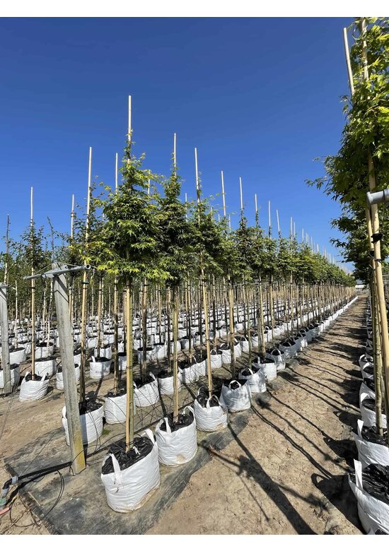 Fächerahorn Baum - Japanischer Ahorn | Acer palmatum