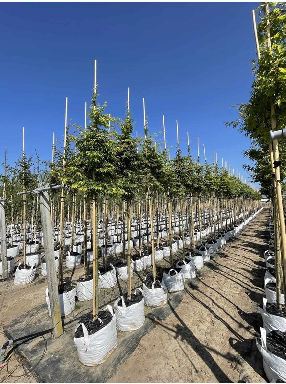 Fächerahorn - Japanischer Ahorn | Acer palmatum Fächerahorn - Japanischer Ahorn | Acer palmatum