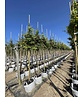Fächerahorn Baum - Japanischer Ahorn | Acer palmatum