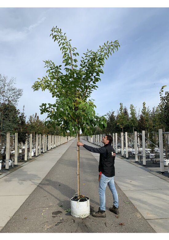 Kleeulme | Ptelea trifoliata