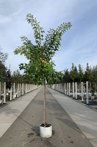 Kleeulme | Ptelea trifoliata