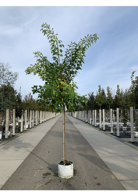 Kleeulme | Ptelea trifoliata