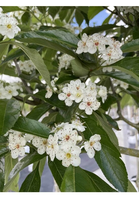 Apfeldorn - Lederblättrigen Weißdorn | Crataegus lavallei 'Carrierei'