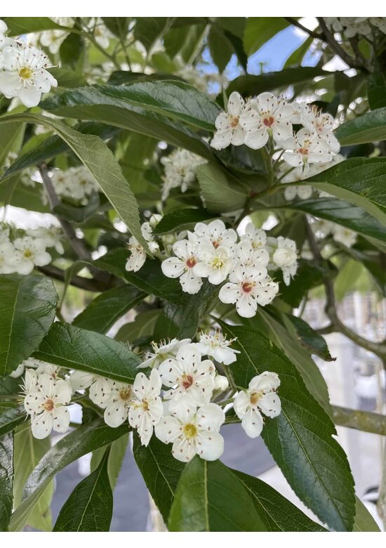 Apfeldorn - Lederblättrigen Weißdorn | Crataegus lavallei 'Carrierei'