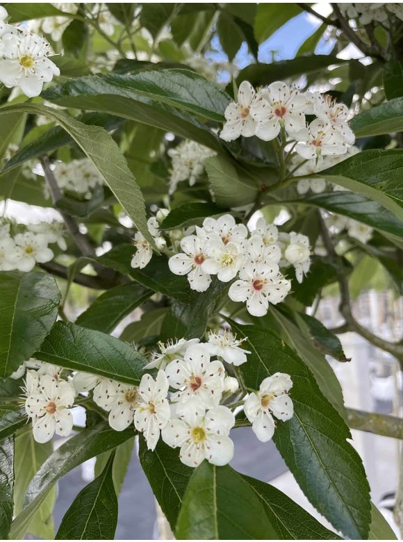 Apfeldorn - Lederblättrigen Weißdorn | Crataegus lavallei 'Carrierei' Apfeldorn - Lederblättrigen Weißdorn | Crataegus lavallei 'Carrierei'
