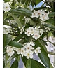 Apfeldorn - Lederblättrigen Weißdorn | Crataegus lavallei 'Carrierei'