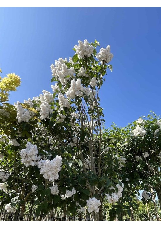 Edelflieder 'Madame Lemoine' | Syringa vulgaris 'Madame Lemoine'