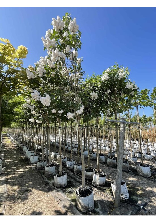 Edelflieder 'Madame Lemoine' | Syringa vulgaris 'Madame Lemoine'