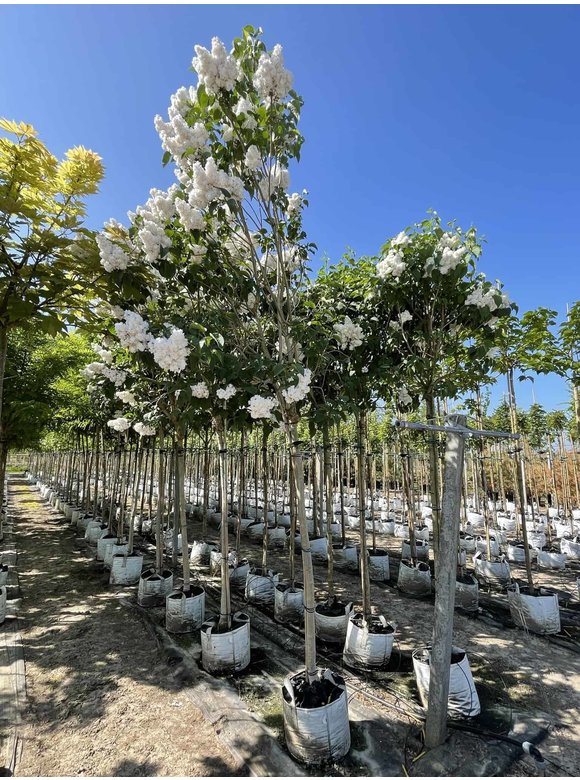 Edelflieder 'Madame Lemoine' | Syringa vulgaris 'Madame Lemoine' Edelflieder 'Madame Lemoine' | Syringa vulgaris 'Madame Lemoine'