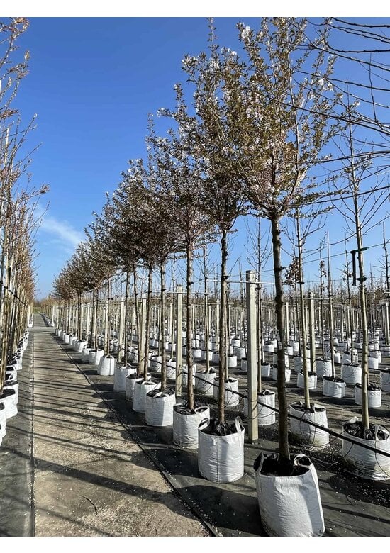 Frühlingskirsche - Zierkirsche 'Pandora' | Prunus 'Pandora'