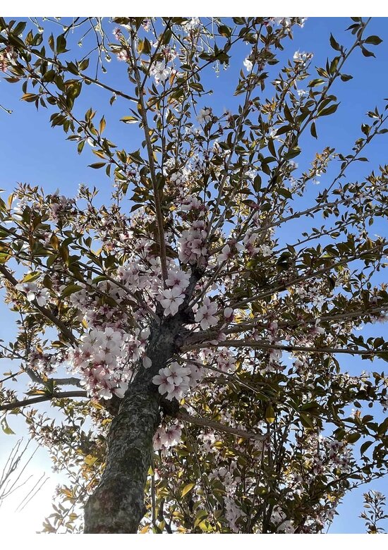 Frühlingskirsche - Zierkirsche 'Pandora' | Prunus 'Pandora'