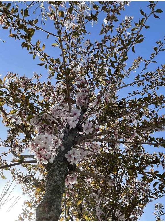 Frühlingskirsche - Zierkirsche 'Pandora' | Prunus 'Pandora' Frühlingskirsche - Zierkirsche 'Pandora' | Prunus 'Pandora'