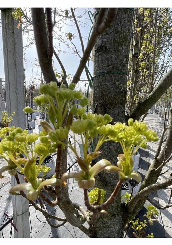 Mauritz-Spitzahorn 'Mauritz Upright'® | Acer platanoides 'Mauritz Upright' ® - Stammbusch