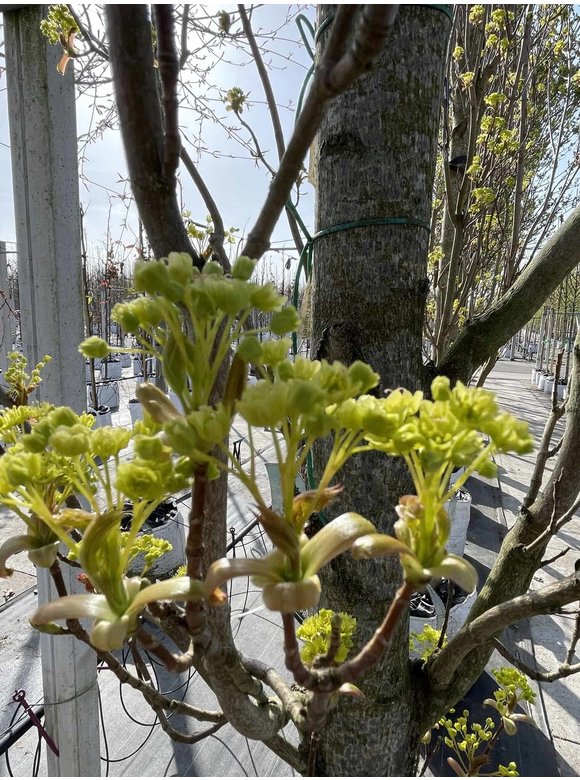 Mauritz-Spitzahorn 'Mauritz Upright'® | Acer platanoides 'Mauritz Upright' ® - Stammbusch Mauritz-Spitzahorn 'Mauritz Upright'® | Acer platanoides 'Mauritz Upright' ® - Stammbusch