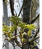 Mauritz-Spitzahorn 'Mauritz Upright'® | Acer platanoides 'Mauritz Upright' ® - Stammbusch