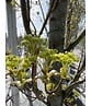 Mauritz-Spitzahorn 'Mauritz Upright'® | Acer platanoides 'Mauritz Upright' ® - Stammbusch