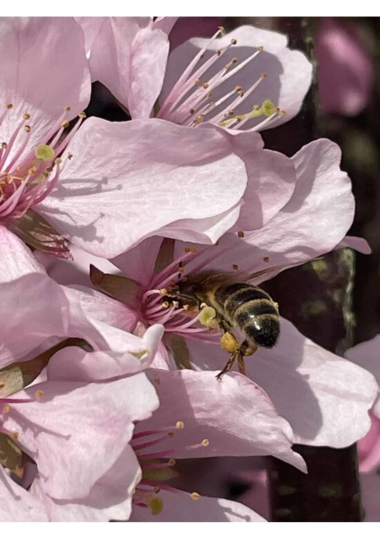 Berg-Kirsche Rancho | Prunus sargentii 'Rancho'