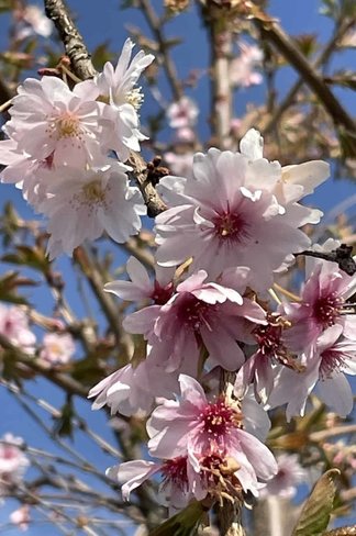 Winterkirsche - Schneekirsche 'Autumnalis' | Prunus subhirtella 'Autumnalis'