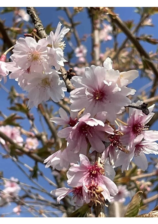 Winterkirsche - Schneekirsche 'Autumnalis' | Prunus subhirtella 'Autumnalis'