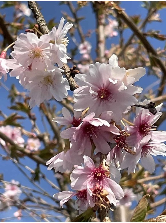 Winterkirsche - Schneekirsche 'Autumnalis' | Prunus subhirtella 'Autumnalis' Winterkirsche - Schneekirsche 'Autumnalis' | Prunus subhirtella 'Autumnalis'