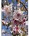 Winterkirsche - Schneekirsche 'Autumnalis' | Prunus subhirtella 'Autumnalis'