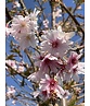 Winterkirsche - Schneekirsche 'Autumnalis' | Prunus subhirtella 'Autumnalis'