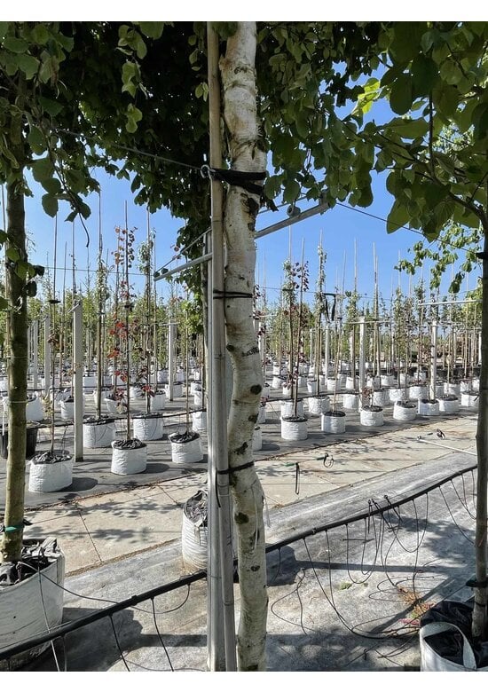 Korkenzieher-Birke 'Spider Alley' | Betula pendula 'Spider Alley'