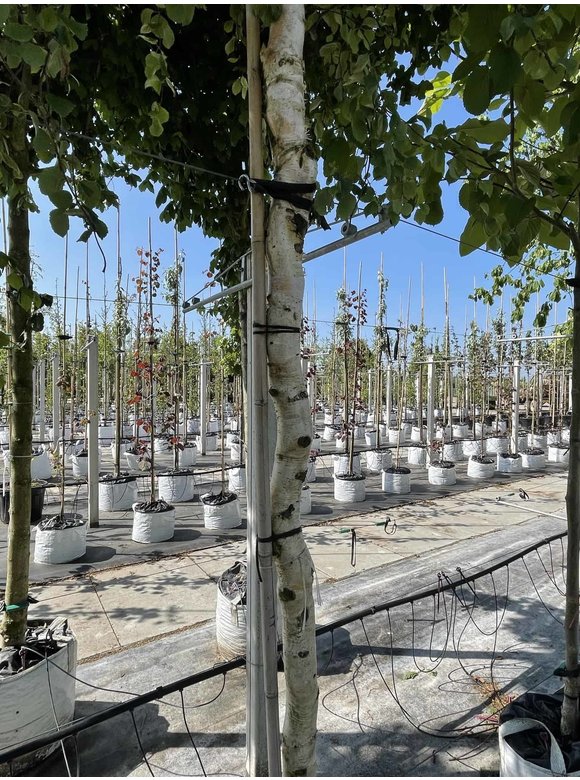 Korkenzieher-Birke 'Spider Alley' | Betula pendula 'Spider Alley' Korkenzieher-Birke 'Spider Alley' | Betula pendula 'Spider Alley'