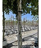 Korkenzieher-Birke 'Spider Alley' | Betula pendula 'Spider Alley'