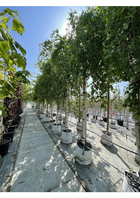 Korkenzieher-Birke 'Spider Alley' | Betula pendula 'Spider Alley'