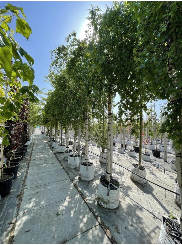 Korkenzieher-Birke 'Spider Alley' | Betula pendula 'Spider Alley' Korkenzieher-Birke 'Spider Alley' | Betula pendula 'Spider Alley'