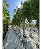 Korkenzieher-Birke 'Spider Alley' | Betula pendula 'Spider Alley'