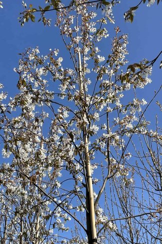 Felsenbirne 'Robin Hill' - Schnee Felsenbirne | Amelanchier arborea 'Robin Hill'