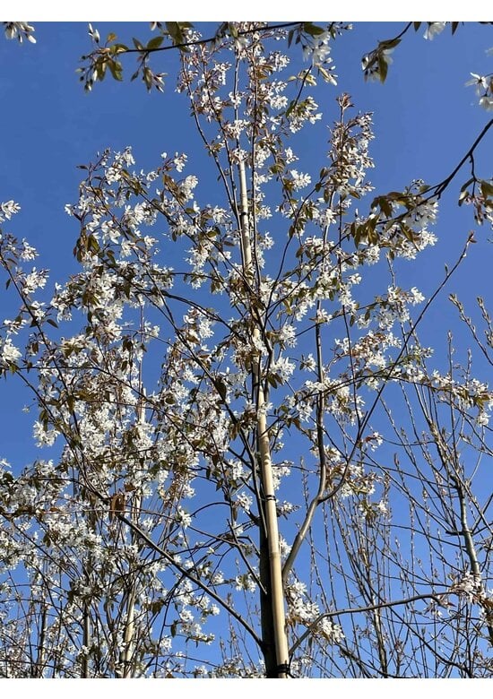 Schnee Felsenbirne 'Robin Hill' | Amelanchier arborea 'Robin Hill'