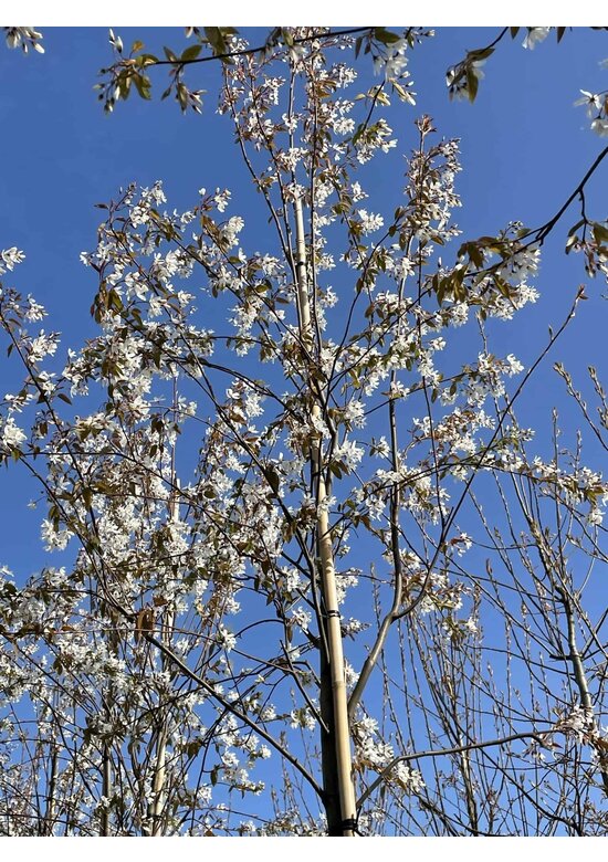 Felsenbirne 'Robin Hill' - Schnee Felsenbirne | Amelanchier arborea 'Robin Hill'
