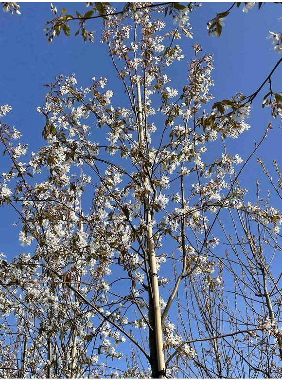 Felsenbirne - Baum-Felsenbirne 'Robin Hill' | Amelanchier arborea 'Robin Hill' Felsenbirne - Baum-Felsenbirne 'Robin Hill' | Amelanchier arborea 'Robin Hill'