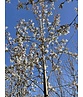 Schnee Felsenbirne 'Robin Hill' | Amelanchier arborea 'Robin Hill'