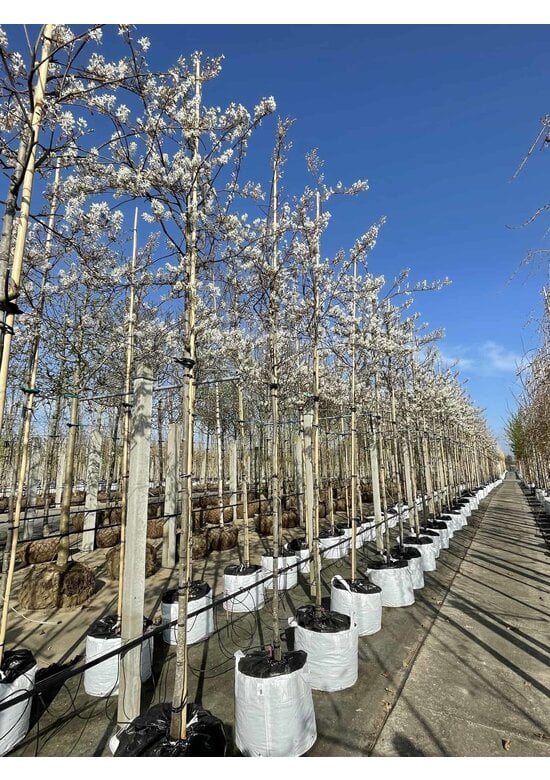 Schnee Felsenbirne 'Robin Hill' | Amelanchier arborea 'Robin Hill'